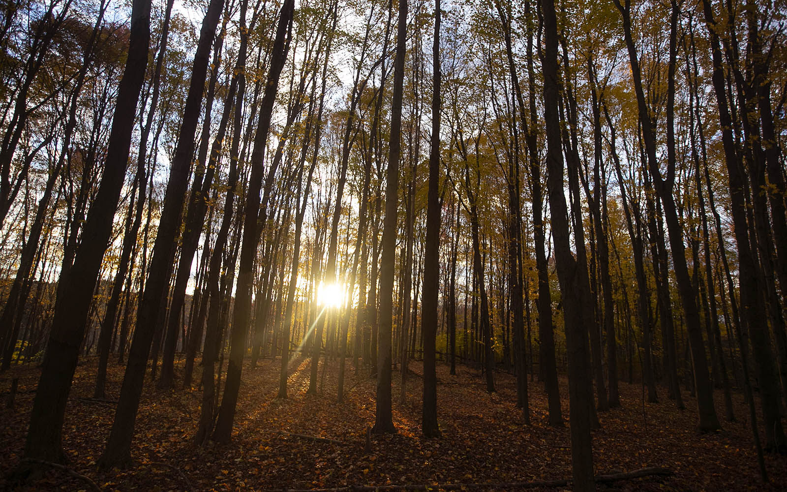 Fall Morning